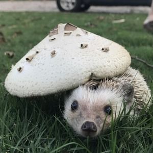 Meet your Posher, Medlee